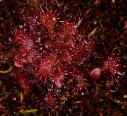 Image: P.B. Heenan © Landcare Research 